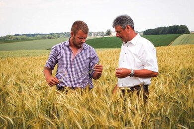 Markus und Johann Forstner bei der Qualitätskontrolle in einem Weizenfeld
