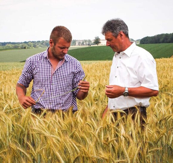 Markus und Johann Forstner bei der Qualitätskontrolle in einem Weizenfeld